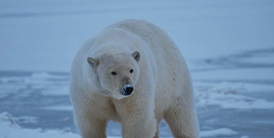 полярные медведи, Антарктида, изменение климата