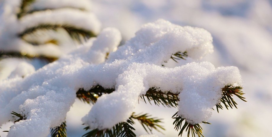 снег, елка, зима, мороз, холод, холодная погода, зимняя погода, зимняя погода