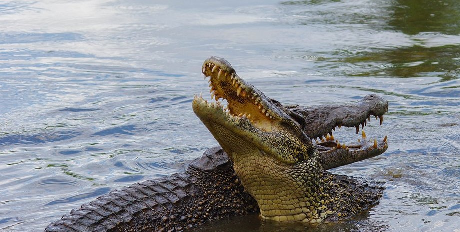 Крокодил, животное, хищник, реке, вода, водоем