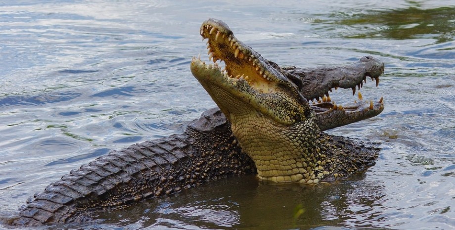Крокодил, животное, хищник, реке, вода, водоем