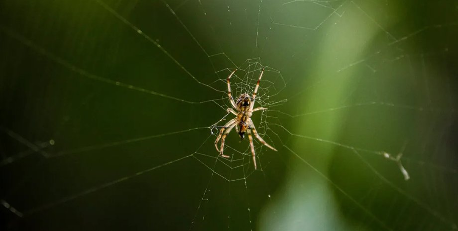 период активности пауков пауки активность