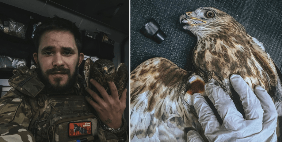 Спасение животного, спасение птицы, спасение птички, спасение орла, орел