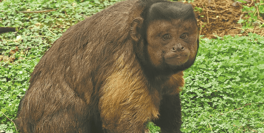 Мавпа з людським обличчям, Дачжуан, капуцин, вірусне відео, Douyin, мавпа з квадратною мордою, квадратне обличчя