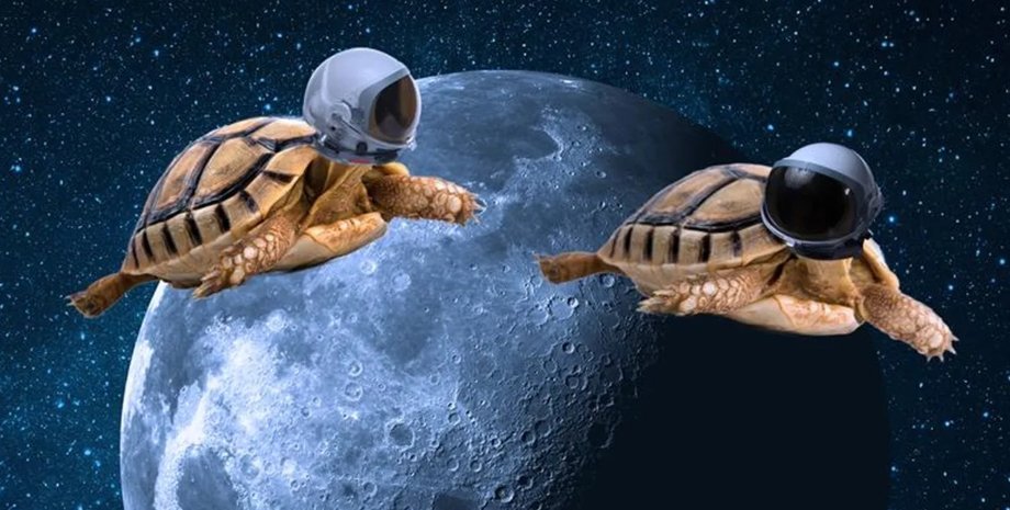 Місяць черепахи Зонд-5