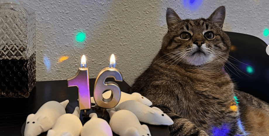 Кот Степан, коту степану 16 лет, кошка стефания, жена кота степана, сколько лет коту степану, где сейчас кот степан