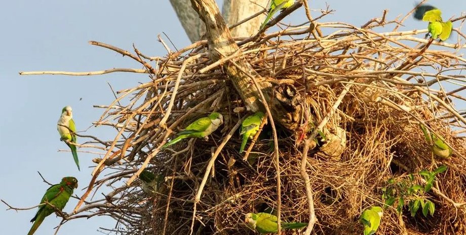 папуги, папуга чернець, довгохвостий папуга