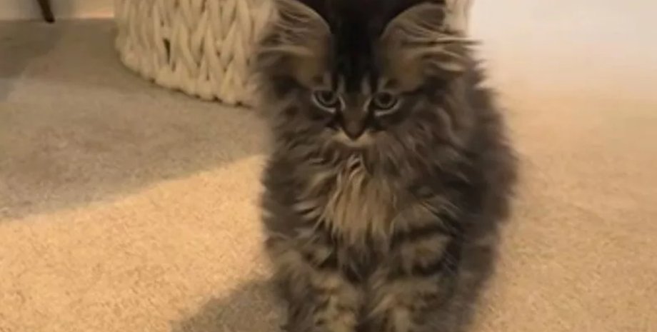 Жінка відвела кошеня до ветеринара, який розповів їй що це самка, а не самець