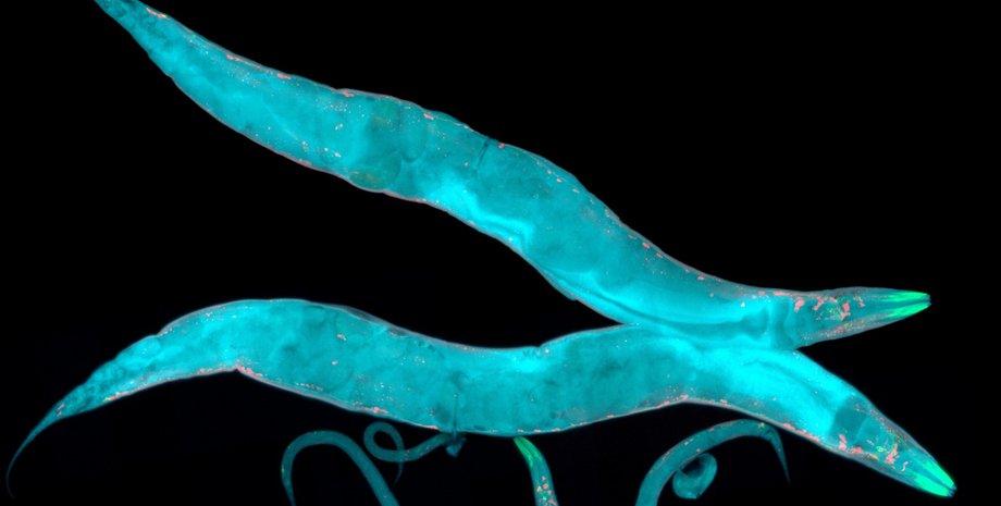 черви, фото, существа, голубой цвет