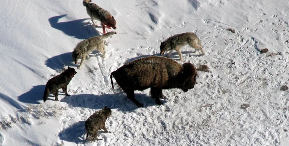 вовки, вовки єлловстоуна, вовки і бізони