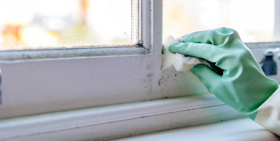 Как вывести плесень в квартире