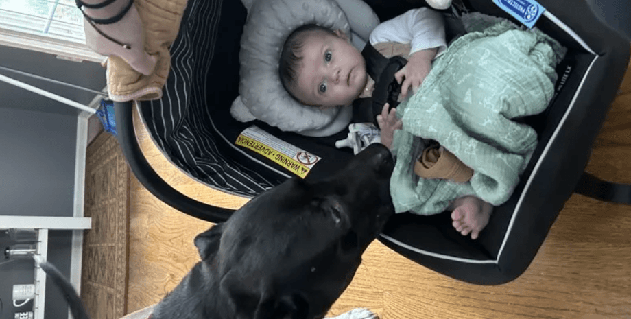 Собака встречает младенца, трогательная реакция собаки, пес встречает новорожденную, животные и младенцы