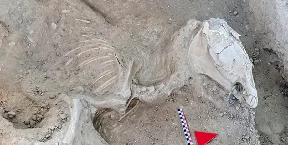 Урартская археология, Находки в замке Чавуштепе, останки лошади, древняя культура, Артефакты урартского периода, Раскопки замка Чавуштепе, история