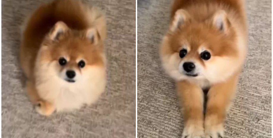 Померанський шпіц Лола перейняла манери вуличного кота, якого підібрала її господиня, тварини, курйози, приколи