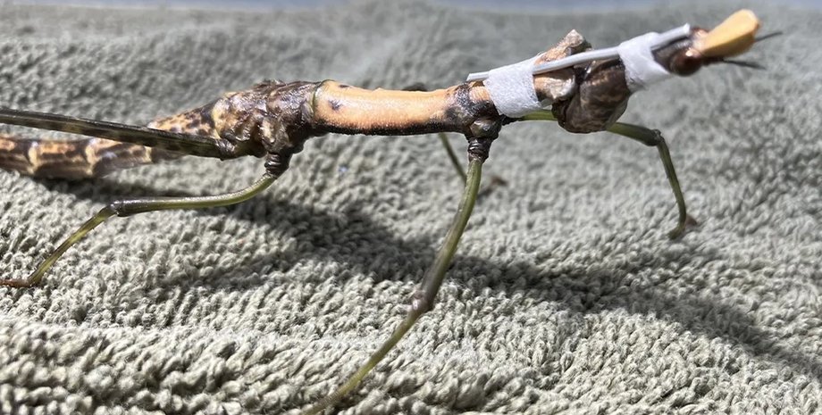 кузнечик, перуанский прыгун-палочка