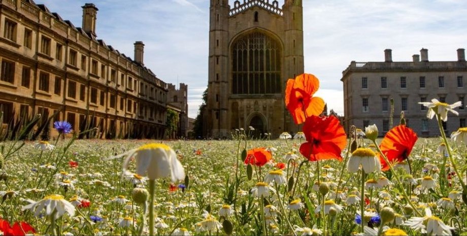кембридж, лужайка кембридж