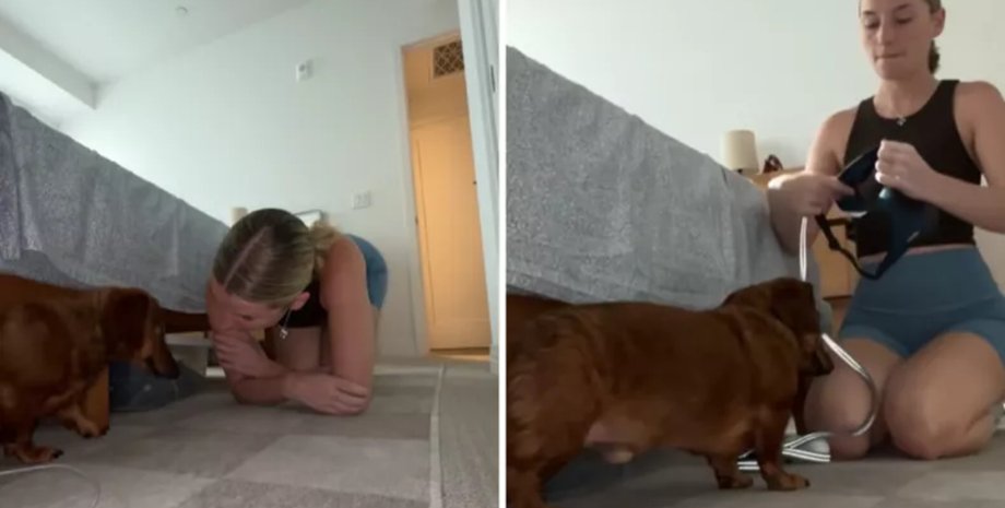 Собака каждое утро прячется и не хочет гулять, пока хозяйка ее не обнимает