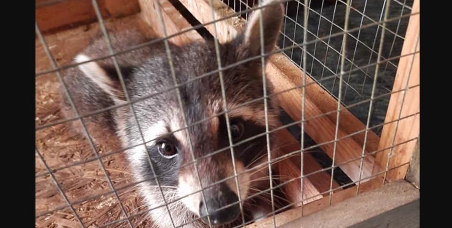 Енот, Ужгород