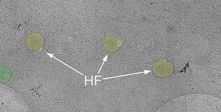клеточная структура гемифусома