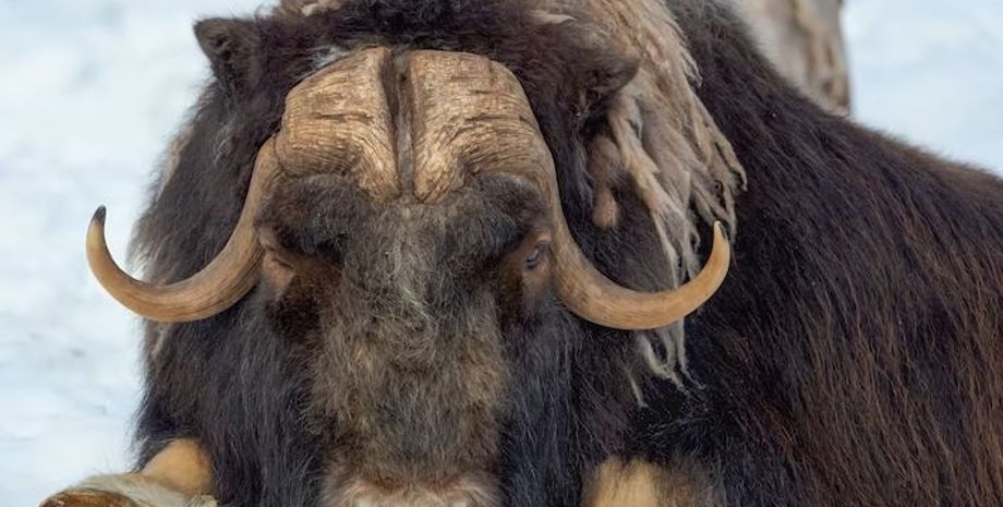 археологія, древні люди, неандертальці, історія, дослідження