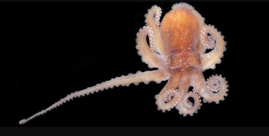 осьминог, осьминог бока