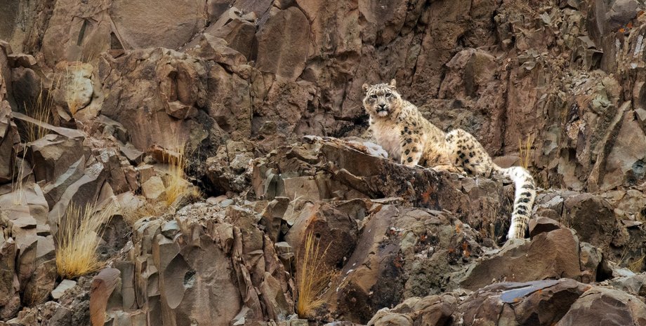 снежные барсы