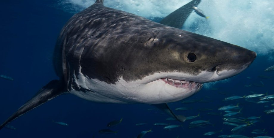 мегалодон, океан, вода, рыба, рисунок
