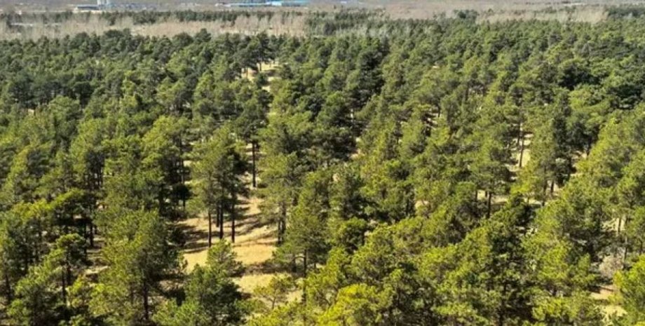 Велика зелена стіна найбільшу пустелю Китаю перетворили на ліс