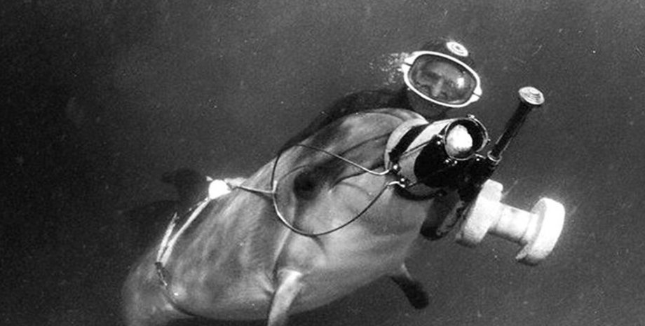 Водолаз с дельфином, РФ дельфины, РФ Крым, РФ спецназовцы ВСУ, РФ война в Украине