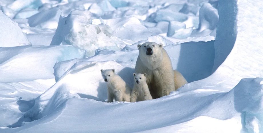 білі ведмеді