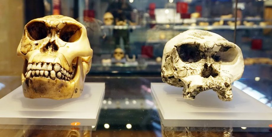 Homo habilis Homo habilis