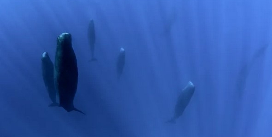 кашалот сон кашалот, сон