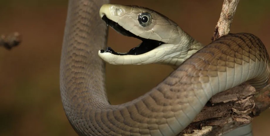 черная мамба