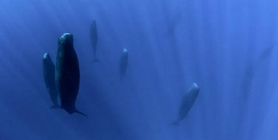 кашалот, сон