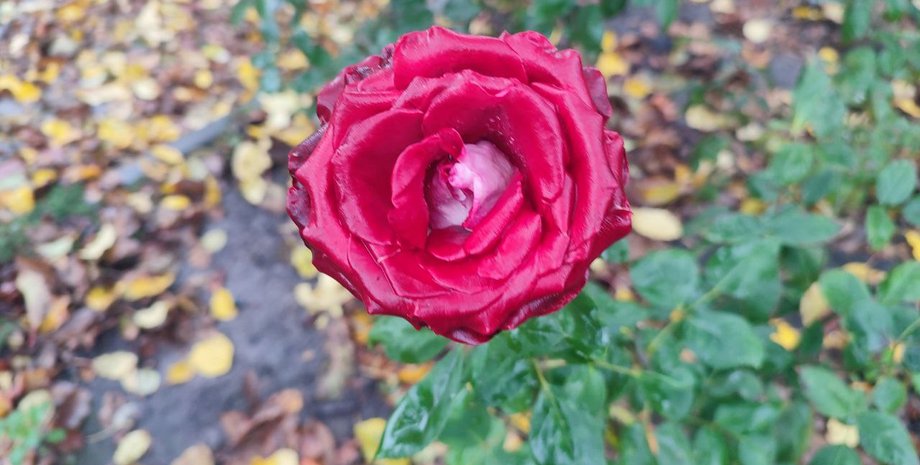 Погода в Украине – погода на 29 октября