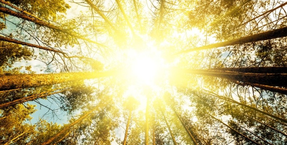 фотосинтез, природа, солнечный свет, деревья