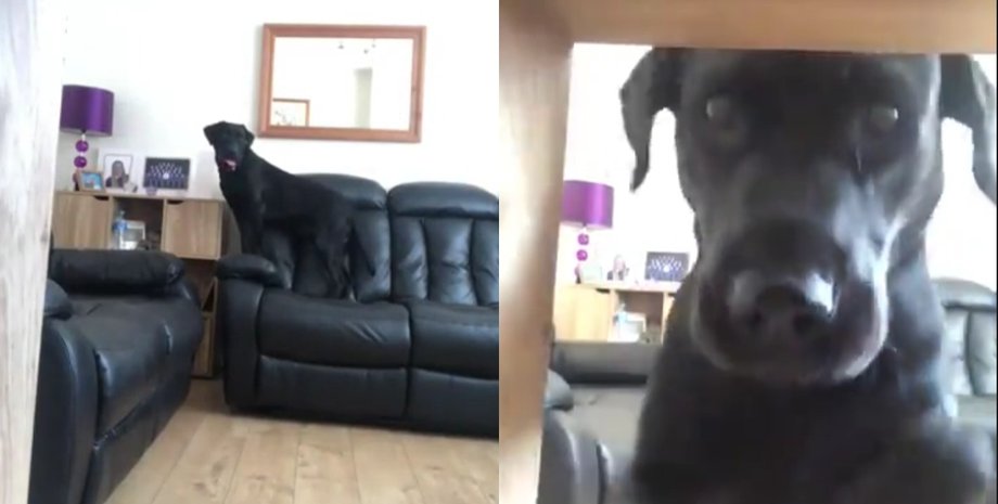 Лабрадор схватил зубами камеру наблюдения и заснял обзор на дом