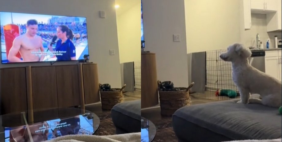 Собака дивиться телевізор, Еллі Цвайфель, собака впізнала господаря, Боббі Фінк, олімпійський плавець, реакція тварини, реакція собаки