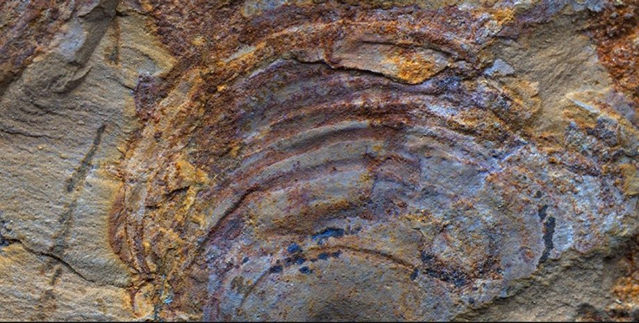 скам'янілості