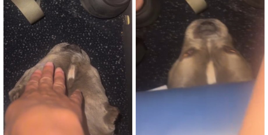 Дві години жінка страждала від набридливого пасажира спереду