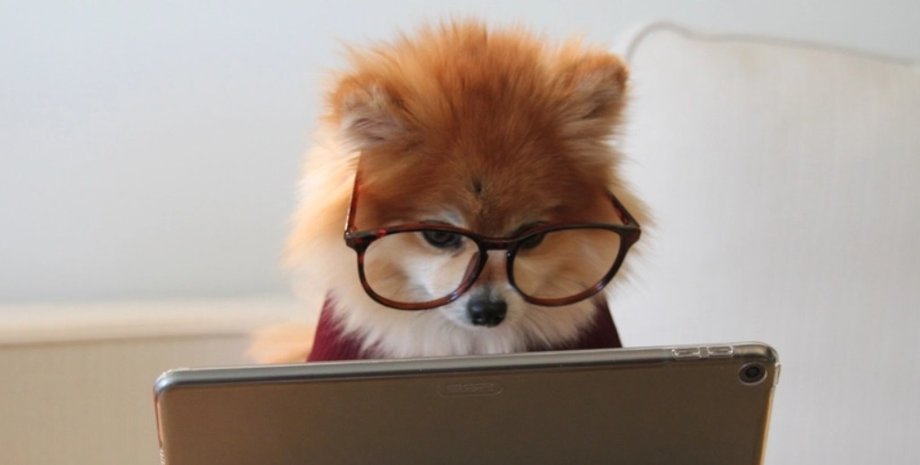 цуценя, окуляри