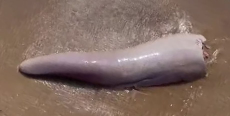 Порнодағы 100 кг-нан жоғары қыз-келіншектер