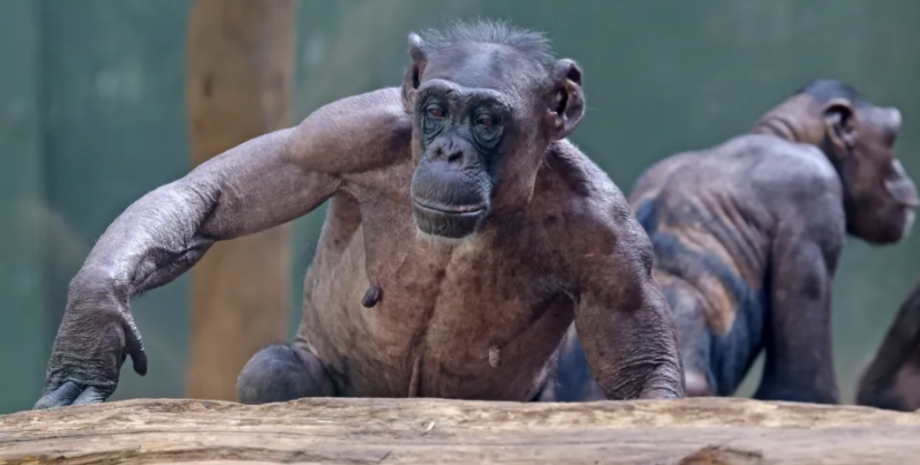 Шимпанзе массово выдирают на голове волосы, скандал в зоопарке, Германия, зверинец, животные в неволе, курьезы