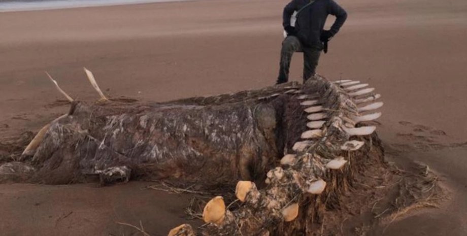 Фото: Fubar News