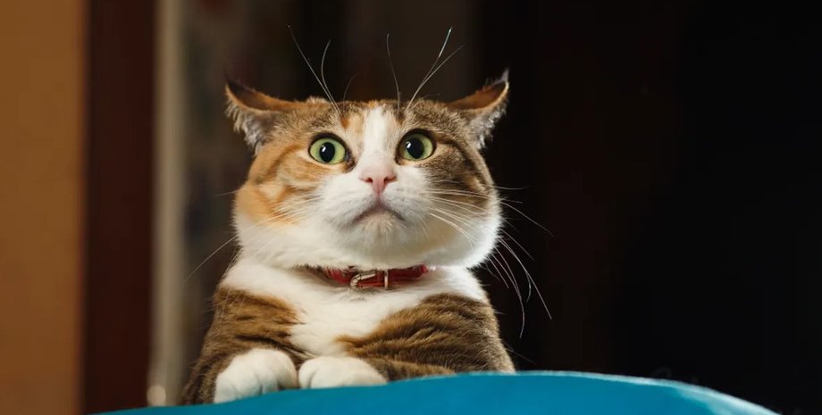 кошки, кошки хвост, кошки общение