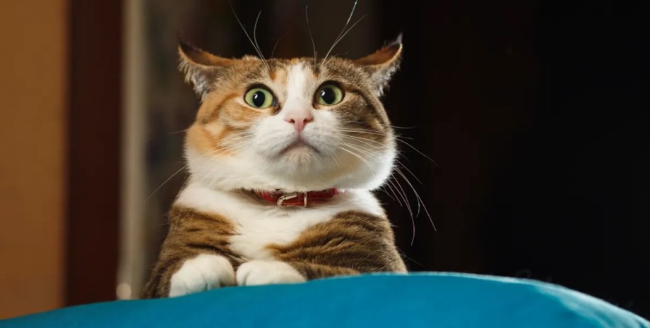 Кіт, кішка Кіт, кішка, домашня тварина, кота віддали в клініку, кота тримають у заручниках, здивований кіт