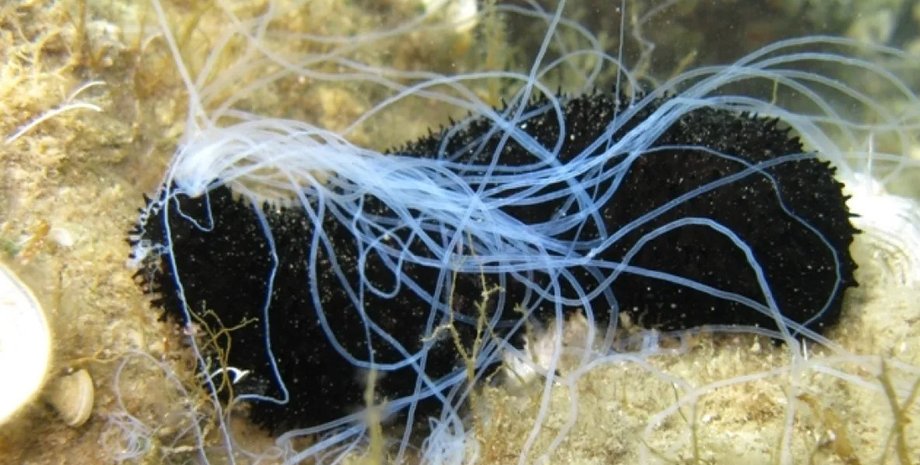 морський огірок