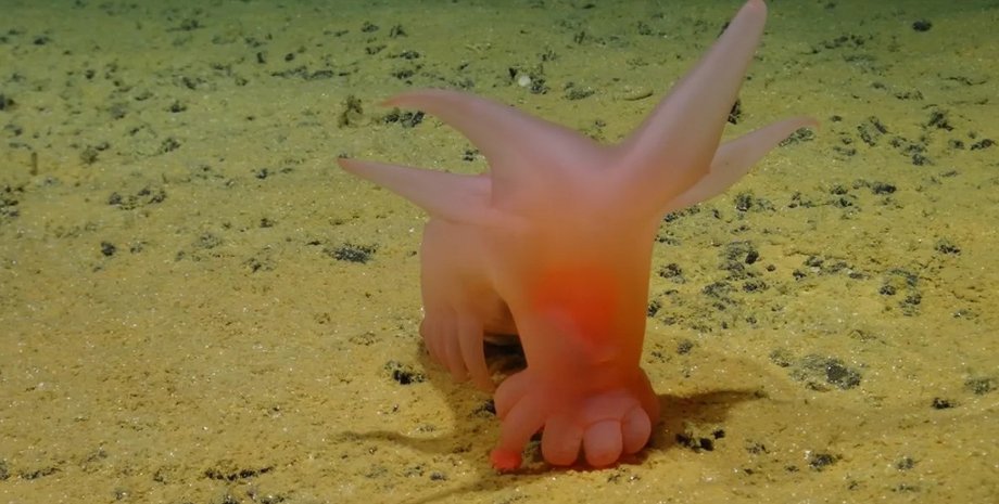 морська свинка, свинка барбі, морська свинка барбі