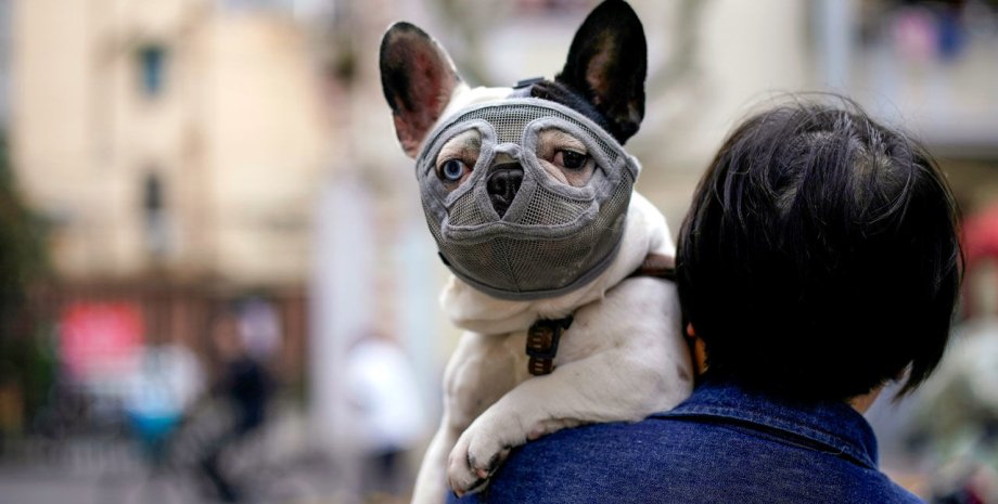 Во время пандемии многие стали брать собак напрокат у соседей, чтобы выйти на улицу / Фото: 9GAG