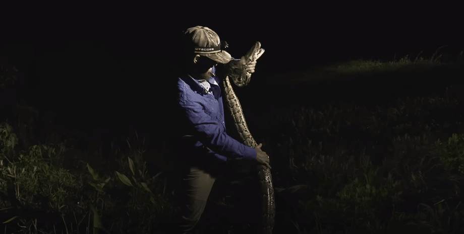 Величезний пітон, чоловік, змія, ловець диких тварин