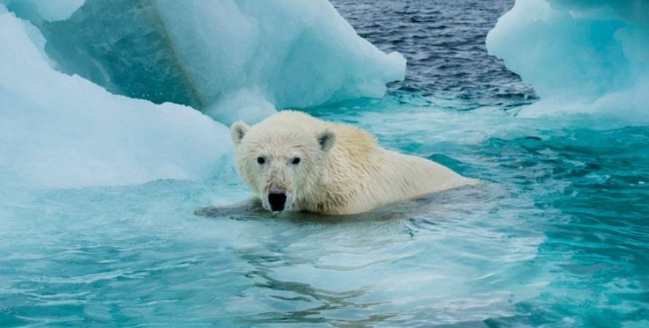 арктика, арктичний лід, танення льоду
